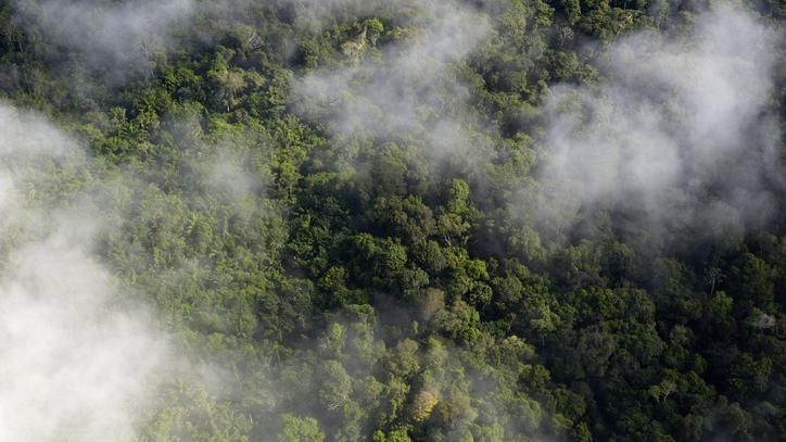 Proteger terras indígenas na Amazônia previne 15 milhões de casos de doenças por ano, conclui estudo