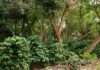 Comitiva de MS conhece experiência de produção agroflorestal de café em assentamento de São Paulo
