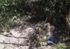 Com metade enterrado, corpo é encontrado em área de mata em MS