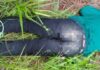 Homem é encontrado morto e com as pernas amarradas em matagal na fronteira