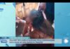 Mulher tem cabelo raspado por companheiro por conta de suposta traição