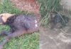 MS: dois cães cobertos de piche são encontrados em bairros vizinhos; Polícia vai investigar