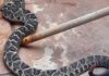 Ataque de cobra: mulher sofre reações e é levada às pressas ao hospital em MS