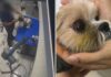 Cachorrinha é agredida por funcionário de pet shop durante a tosa