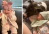 Pitbull mata bebê de 7 meses: 'Estou destruída', diz a mãe