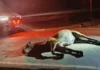Casal fica ferido após colisão de motocicleta com cavalo solto