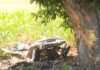 Identificados pai e filho mortos em acidente com Fusca que se partiu ao meio