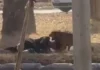 (Vídeo) Mulher é atacada por seis cães de rua