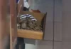 Morador encontra cobra dentro de gaveta do guarda-roupa: 'Muito assustado pelo perigo'