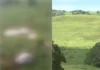 Bandidos invadem fazenda, abatem e deixam os restos de 7 vacas prenhas