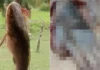 Bagre é capturado e mão é encontrada dentro do estômago do peixe