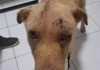 Pedreiro 'abre' cabeça de cãozinho a golpes de enxada e é preso em Dourados