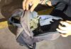 Passageiro é flagrado com duas cobras e 12 jacarés em táxi; totalizando 20 animais