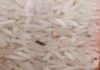 Fotos mostram arroz com insetos e larvas em escolas