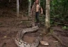 Guinness World Records: 96,5kg e mais de 7 metros: esta é a maior cobra do mundo