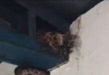 Cobra 'faz refeição' dentro de escola e vídeo viraliza