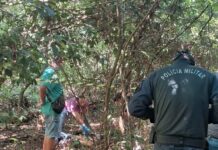 Douradina: Perícia aponta mordida de javali como causa de morte em fazenda