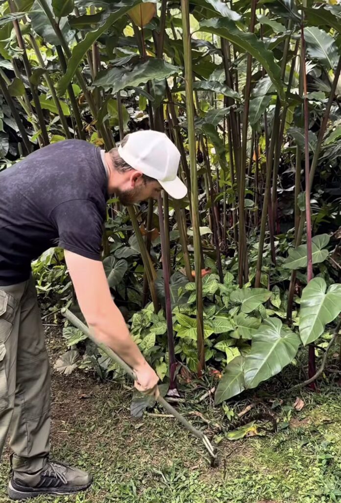 Jararaca é encontrada em piscina de bolinhas de restaurante; cobra foi resgatada e solta 