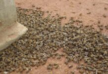 Deputado de MS repúdia a Suzano por uso irregular de agrotóxicos que matou milhões de abelhas