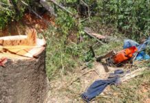 Homem morre atingido por árvore que ele mesmo cortava em loteamento
