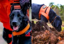 Cães bombeiros mostram habilidades em desafio nacional de salvamento