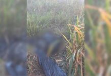 Corpo com sinais de extrema violência é encontrado em área de mata em MS