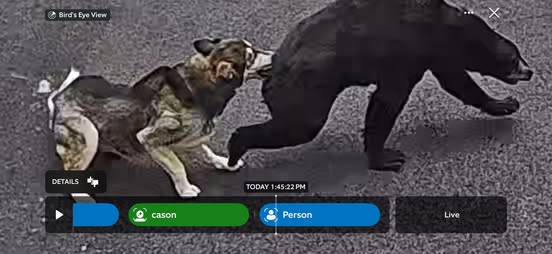 Cão persegue urso e salva criança de possível ataque Cão persegue urso e salva criança de possível ataque