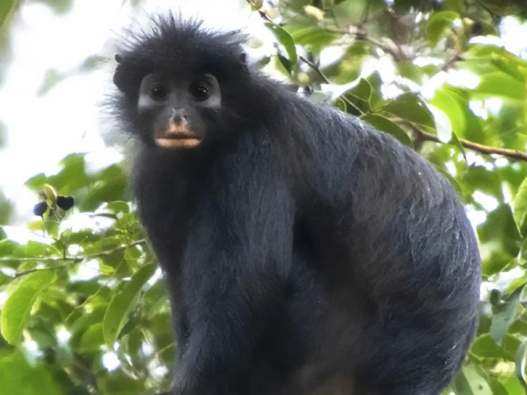 Nova espécie de macaco é descoberta na República Democrática do Congo Nova espécie de macaco é descoberta na República Democrática do Congo
