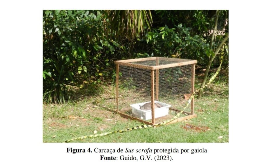 Estudo de perito médico-legista de MS é publicado em revista internacional Estudo de perito médico-legista de MS é publicado em revista internacional