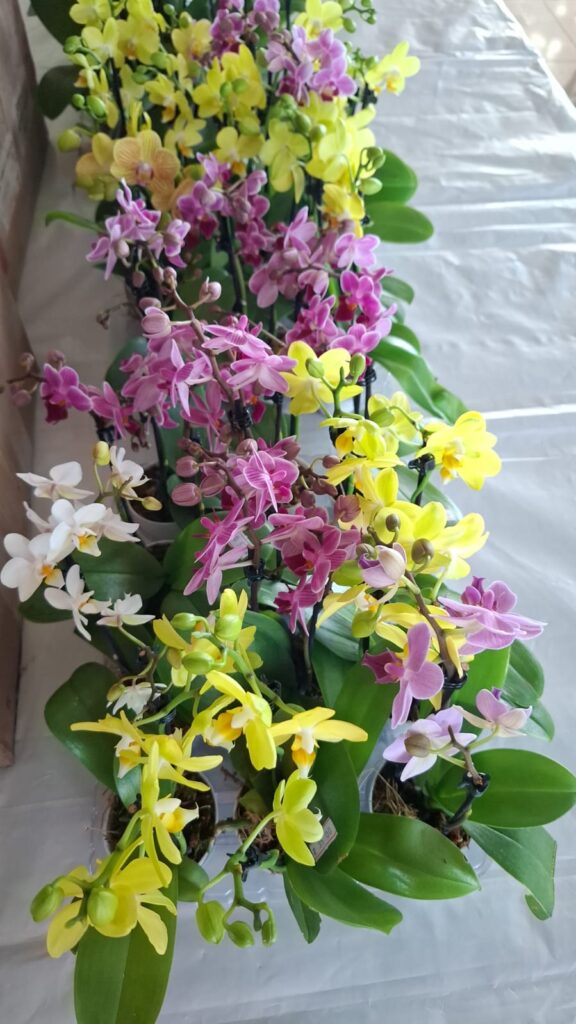 Dourados recebe a 11ª edição da EXPO-FLOR a partir desta terça-feira