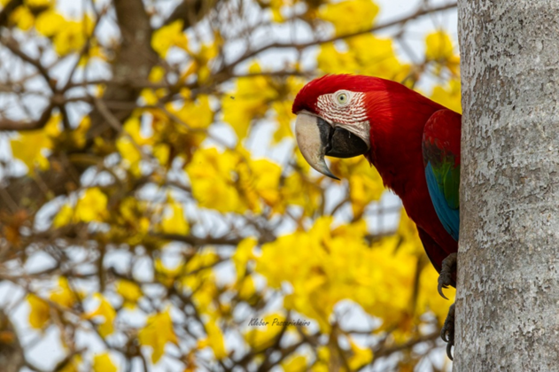 Dourados: Clube de Observadores de Aves promoveu Big Day das Araras-azuis Dourados: Clube de Observadores de Aves promoveu Big Day das Araras-azuis