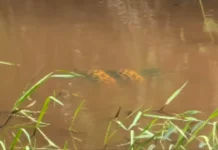 (Assista) Vídeo mostra sucuri-amarela enrolada em jacaré no Pantanal de MS