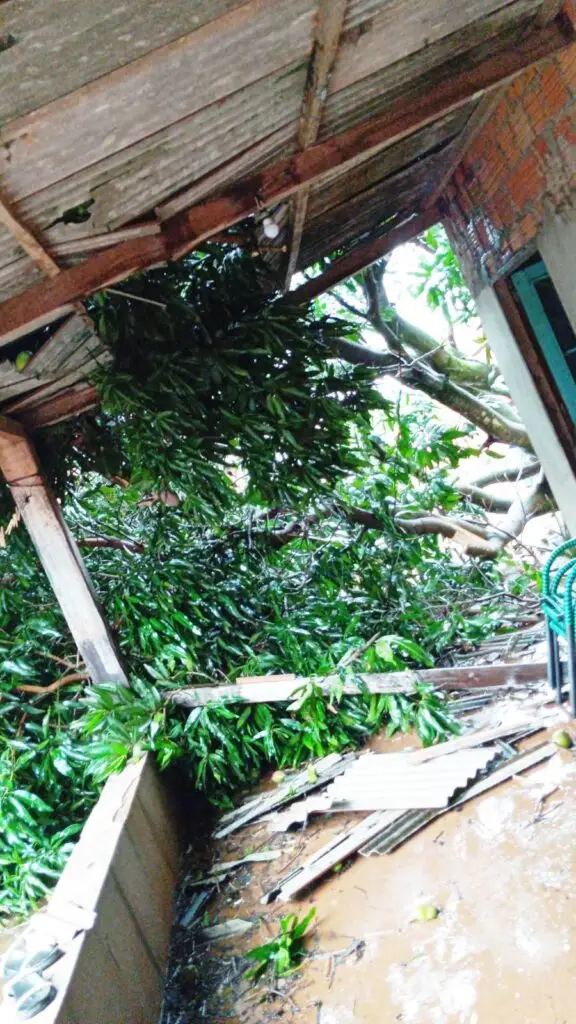Amambai: tempestade derruba árvores, destelha imóveis e deixa rastro de destruição Amambai: tempestade derruba árvores, destelha imóveis e deixa rastro de destruição