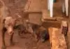 Idoso é denunciado por possível prática de zoofilia com cadela em MS