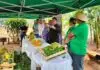 MS: Secretário Executivo da Agricultura Familiar participa da Vitrine Tecnológica da Banana