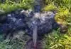 Corpo carbonizado com estaca atravessada na barriga é encontrado em terreno