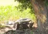 Identificados pai e filho mortos em acidente com Fusca que se partiu ao meio