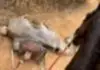 Morte de cavalo com patas arrancadas causa revolta; Ana Castela denuncia