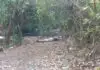 Com marcas de execução, jovem é achado morto em área de mata em Dourados