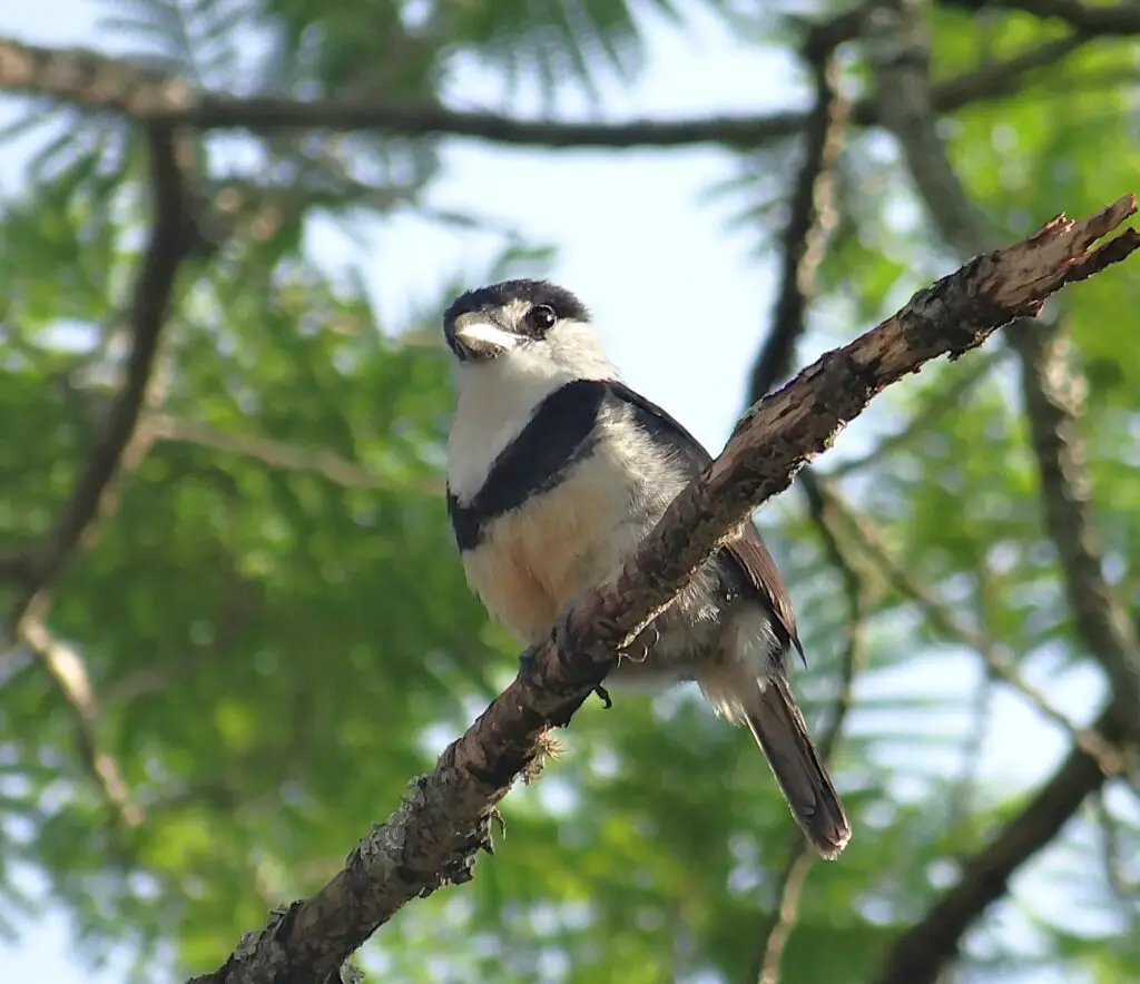 BIG DAY: Dia de observação de aves em Dourados BIG DAY: Dia de observação de aves em Dourados