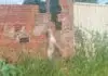 MS: cachorro é encontrado enforcado e polícia apura possível caso de maus-tratos