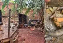 MS: homem é preso por manter chiqueiro clandestino e criação irregular de animais