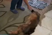 Mulher é condenada a pagar R$ 500 a vizinho toda vez que seu cachorro latir