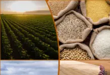 Donald Trump alega 'trabalho forçado' no agro em nova ameaça ao Brasil