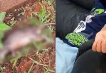 Menino de 7 anos é atacado por rato em área próxima a terreno baldio em MS