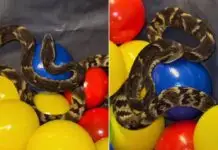 Jararaca é encontrada em piscina de bolinhas de restaurante; cobra foi resgatada e solta 