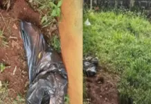 Mulher é presa após morte de cadela por maus-tratos em Mato Grosso do Sul