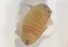 Miíase nasal: o que é a condição que fez mulher espirrar vermes após ataque de moscas