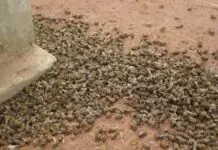 Deputado de MS repúdia a Suzano por uso irregular de agrotóxicos que matou milhões de abelhas