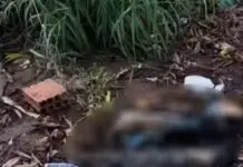 Perna humana é encontrada às margens de uma rodovia; polícia investiga possível descarte irregular